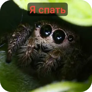 Стикер Павук - 7