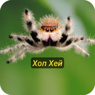 Стикер Павук - 8