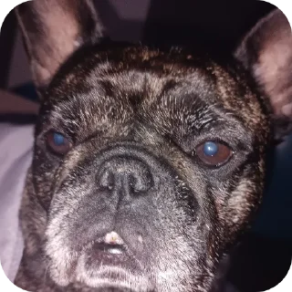 Стикер Андрей сигма - 1