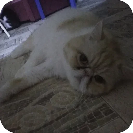 Sticker PenisoidyStarrcatt - 1