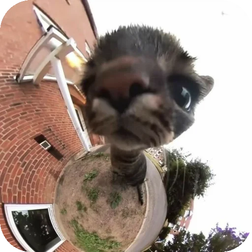 Sticker PenisoidyStarrcatt - 1