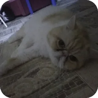 Sticker пенисоиды @starrcatt - 5