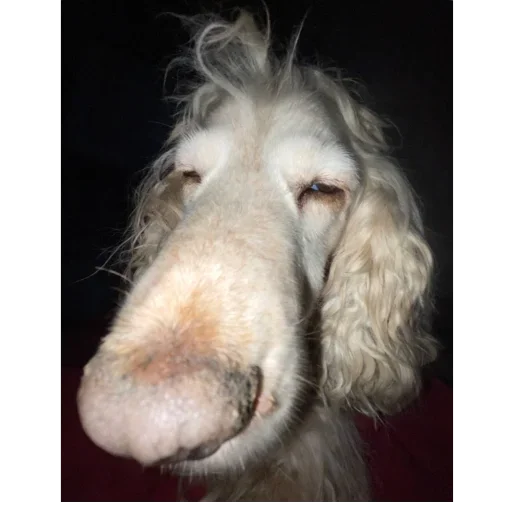 Sticker PennoebotStikeryChataPennogo - 1