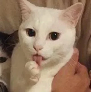 Sticker Pevon2.0 - 6