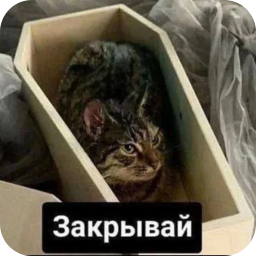 Sticker Pigviny7 - 1