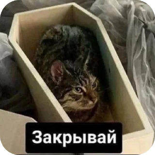 Стикер ЗЕЛЕНСКИЙ ХОТЕЛ НА МОСКВУ😏😏😂 ВОТ ТЕБЕ🖕 ХА🤙🤙 - 7