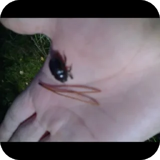 Sticker пирожочек училкооо - 8