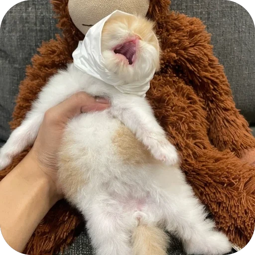 Стикер PizdaNo1 - 1