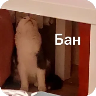 Стикер Плеш платошкин - 9