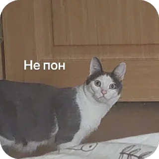 Стикер Плеш платошкин - 7