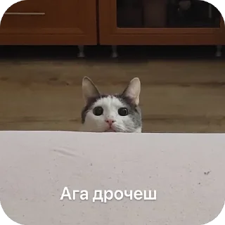 Стикер Плеш платошкин - 6