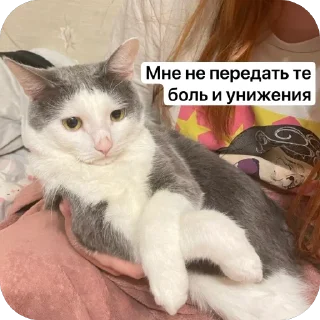 Стикер Плеш платошкин - 1