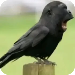 Стикер Витя телега 👻 - 6