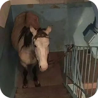 Стикер Витя телега 👻 - 9