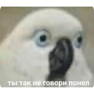 Стикер °🦜Попуги🦜° - 2