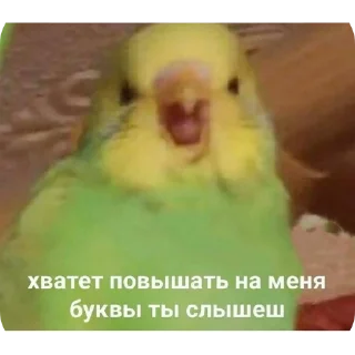 Стикер °🦜Попуги🦜° - 9