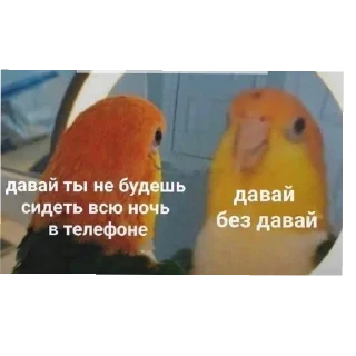 Стикер °🦜Попуги🦜° - 1