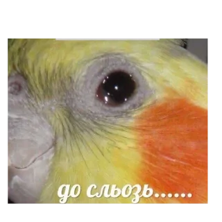 Стикер °🦜Попуги🦜° - 5