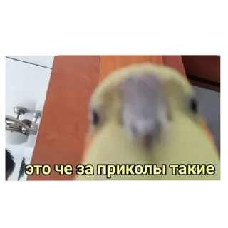 Стикер °🦜Попуги🦜° - 6