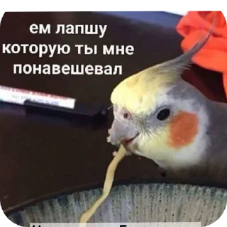 Стикер °🦜Попуги🦜° - 8