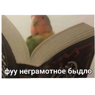 Стикер °🦜Попуги🦜° - 3