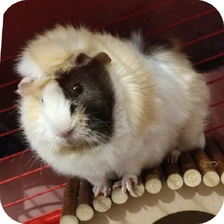 Sticker Приколдэс @TgEmodziBot - 4