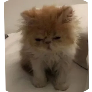 Sticker Приколдэс @TgEmodziBot - 3