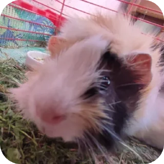 Sticker Приколдэс @TgEmodziBot - 10