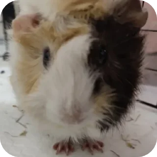 Sticker Приколдэс @TgEmodziBot - 9