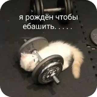 Стикер МемыДляКолобков - 3