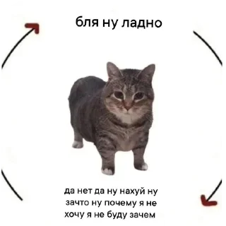 Стикер МемыДляКолобков - 8