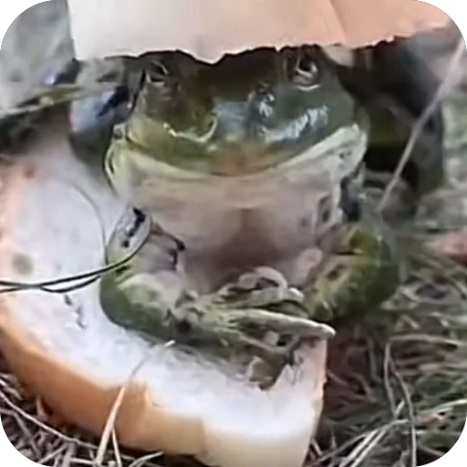 Sticker Prosto7426 - 1