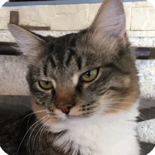 Стикер Прпрпр - 7