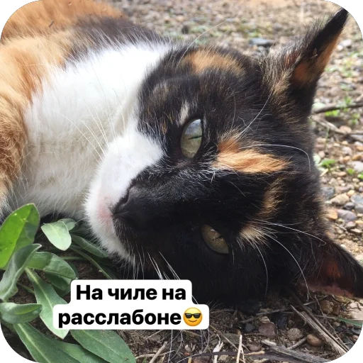 Стикер Puti758 - 1