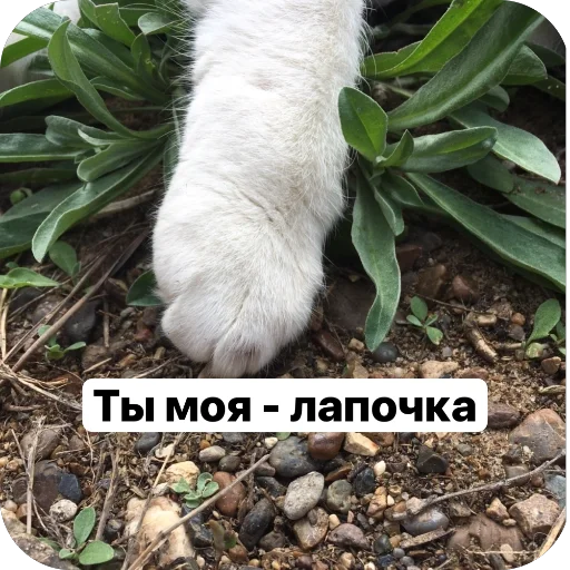 Стикер Puti758 - 1