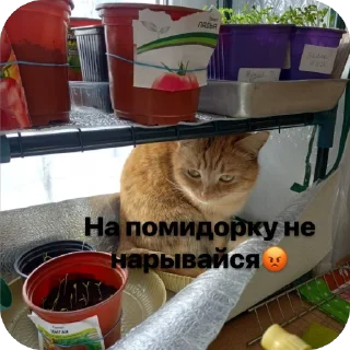 Sticker Милашки💗 - 4