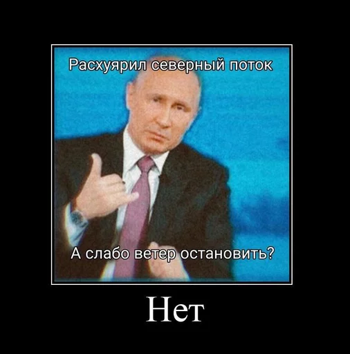 Котики котята цветочки - 