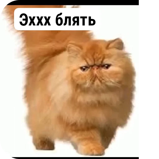 Стикер RandomVeshchi6 - 1