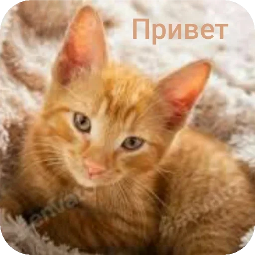 Рыжие котейки - 