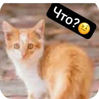 Sticker Рыжие котейки - 3