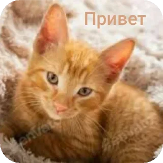 Sticker Рыжие котейки - 2