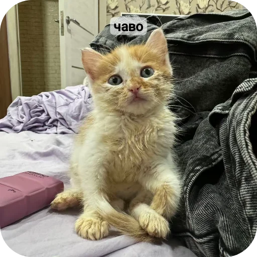 рыжий котеночек - 