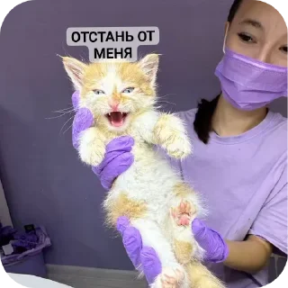 Стикер рыжий котеночек - 5