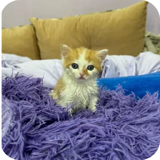 Стикер рыжий котеночек - 6