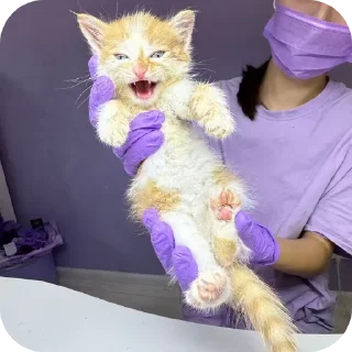 Стикер рыжий котеночек - 7