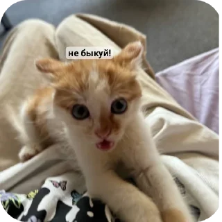 Стикер рыжий котеночек - 8