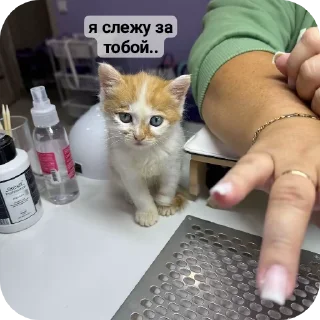 Стикер рыжий котеночек - 2