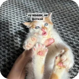 Стикер рыжий котеночек - 9