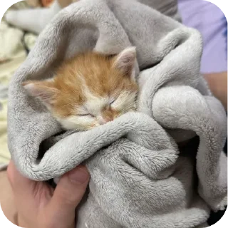 Стикер рыжий котеночек - 3