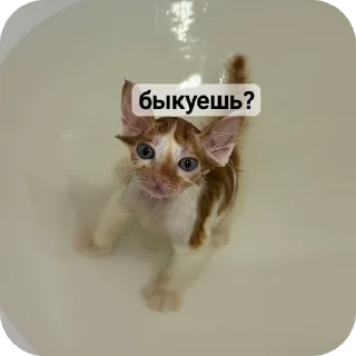 Стикер рыжий котеночек - 10